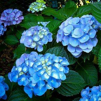 Гортензия крупнолистная ‘Nikko Blue’ Hydrangea macrophylla ‘Nikko Blue’