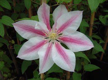 Клематис ‘Andromeda’ (Clematis ‘Andromeda’)