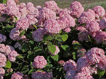 Гортензия древовидная ‘Magical ® pinkerbell’ (‘Kolpinbel’) Hydrangea arborescens ‘Magical ® pinkerbell’ (‘Kolpinbel’)