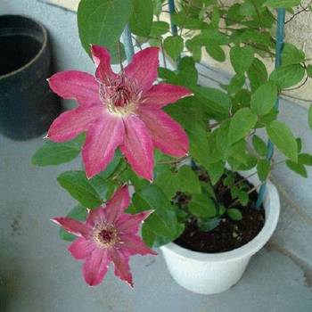 Клематис ‘Haru Ichiban’ (Clematis ‘Haru Ichiban ’)