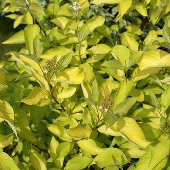 Дерен белый ‘Aurea’ (Cornus alba ‘Aurea’)