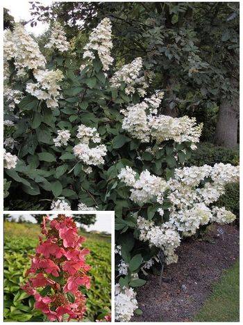 Гортензия метельчатая ‘Pink Diamond’ Hydrangea paniculata ‘Pink Diamond’