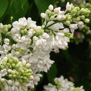 Сирень обыкновенная ‘Miss Ellen Willmott’ (Syringa vulgaris ‘Miss Ellen Willmott’)