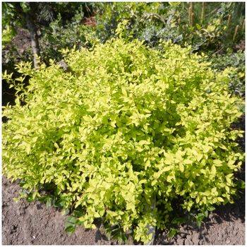 Спирея японская ‘Golden Carpet’ Spiraea japonica’ Golden Carpet’