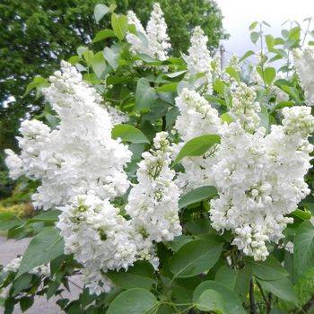 Сирень обыкновенная ‘Mme Lemoine’ (Syringa vulgaris ‘Mme Lemoine’)