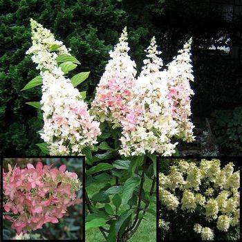 Гортензия метельчатая ‘Pink Lady’ Hydrangea paniculata ‘Pink Lady’