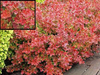 Барбарис Тунберга Коралл (Berberis thunbergii Coral)