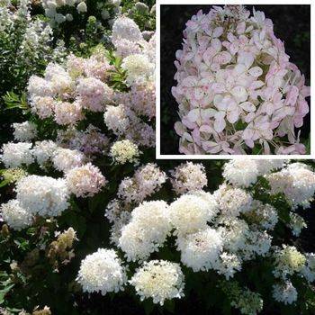 Гортензия метельчатая ‘Mega Pearl’ Hydrangea paniculata ‘Mega Pearl’