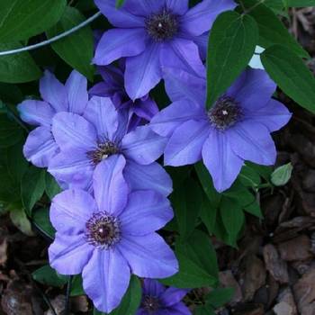 Клематис ‘Hybrida Sieboldii’ ('Ramona')  (Clematis ‘Hybrida Sieboldii’ ('Ramona'))