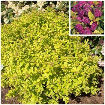 Спирея японская ‘Golden Princess’ Spiraea japonica ‘Golden Princess’