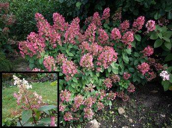 Гортензия метельчатая ‘Pink Queen’ Hydrangea paniculata ‘Pink Queen’