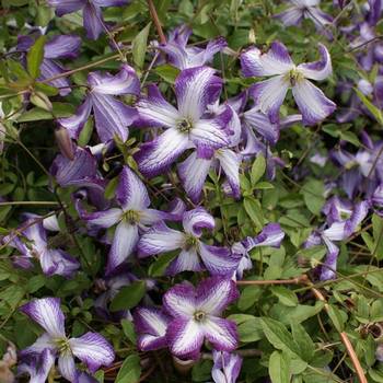 Клематис ‘I Am Lady J’ ('Zoiamlj') (Clematis ‘I Am Lady J’ ('Zoiamlj'))