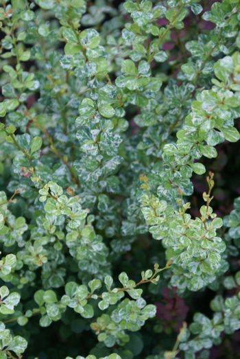 Барбарис Тунберга Корник (Berberis thunbergii Kornik)