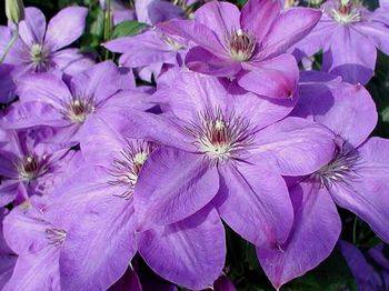 Клематис ‘Xerxes’ (Clematis ‘Xerxes’)