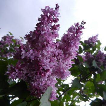 Сирень обыкновенная ‘Mrs. Edward Harding’ (Syringa vulgaris ‘Mrs. Edward Harding’)