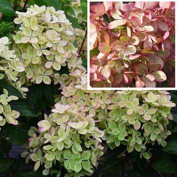 Гортензия метельчатая ‘Pastelgreen’ (‘Rencolor’PBR) Hydrangea paniculata ‘Pastelgreen’ (‘Rencolor’PBR)