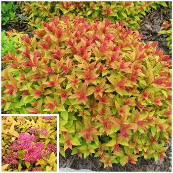 Спирея японская ‘Goldflame’ Spiraea japonica ‘Goldflame’