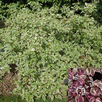 Дерен белый ‘Sibirica Variegata’ (Cornus alba ‘Sibirica Variegata’)