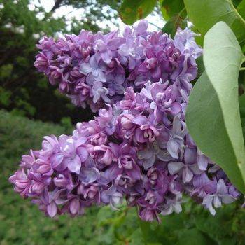 Сирень обыкновенная ‘Надежда’ (Syringa vulgaris ‘Nadezhda’)