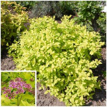 Спирея японская ‘Goldmound’ Spiraea japonica ‘Goldmound’