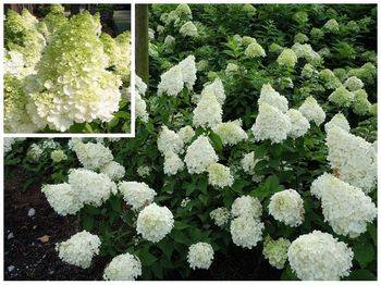 Гортензия метельчатая ‘Polar Bear’ Hydrangea paniculata ‘Polar Bear’