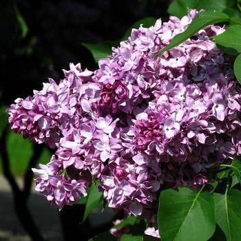 Сирень обыкновенная ‘President Poincare’ (Syringa vulgaris ‘President Poincare’)