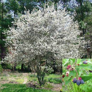 Ирга Ламарка (канадская) (Amelanchier lamarckii (canadensis))