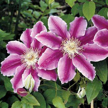 Клематис ‘Doctor Ruppel’ (Clematis ‘Doctor Ruppel’)