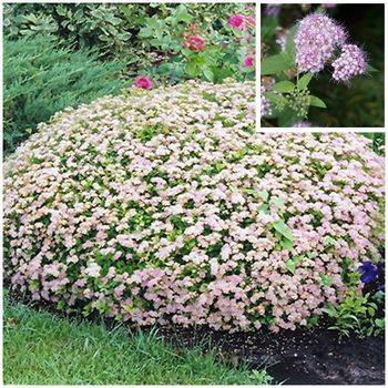 Спирея японская ‘Little Princess’ Spiraea japonica ‘Little Princess’