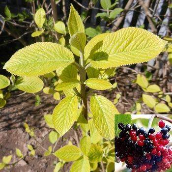 Калина гордовина ‘Aureum’ (Viburnum lantana ‘Aureum’)