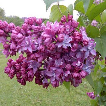 Сирень обыкновенная ‘Paul Thirion’ (Syringa vulgaris ‘Paul Thirion’)