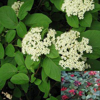 Калина гордовина (Viburnum lantana)