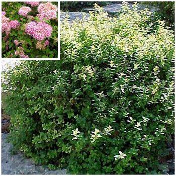 Спирея японская ‘Nana’ Spiraea japonica ‘Nana’