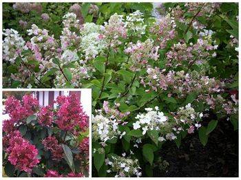 Гортензия метельчатая ‘Wim’s Red’ Hydrangea paniculata ‘Wim’s Red’