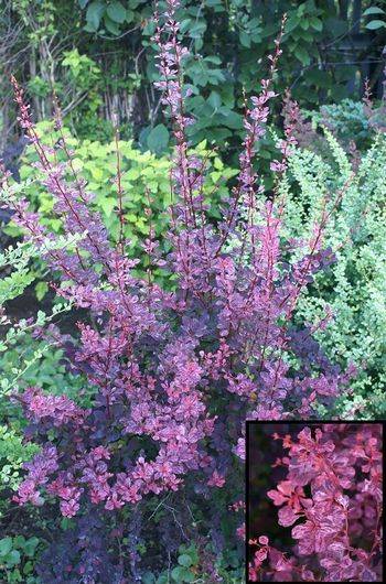 Барбарис Тунберга Пинк Квин (Berberis thunbergii Pink Queen)