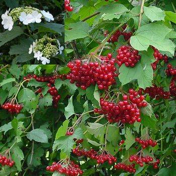 Калина обыкновенная (Viburnum opulus)