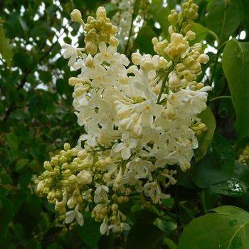 Сирень обыкновенная ‘PRIMROSE’ (Syringa vulgaris ‘PRIMROSE’)