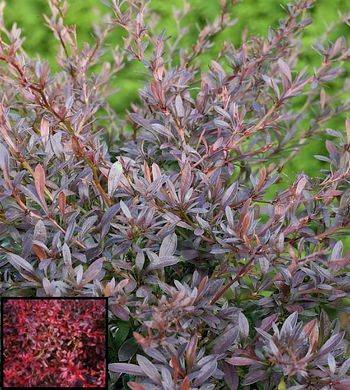 Барбарис Тунберга Ред Дрим ( Berberis thunbergii Red Dream)