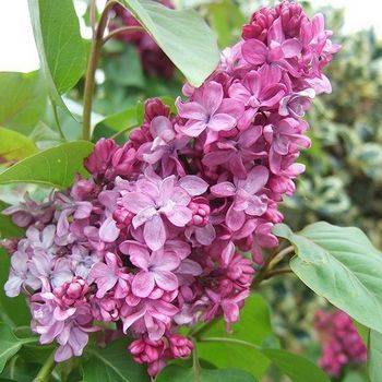 Сирень обыкновенная ‘Prince Wolkonsky’ (Syringa vulgaris ‘Prince Wolkonsky’)