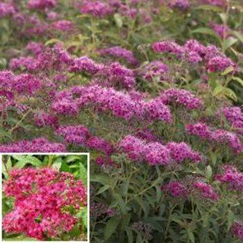 Спирея японская ‘Neon Flash’ Spiraea japonica ‘Neon Flash’