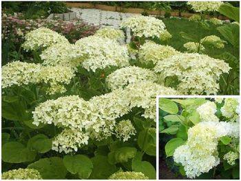 Гортензия древовидная ‘Sterilis’ Hydrangea arborescens var. sterilis