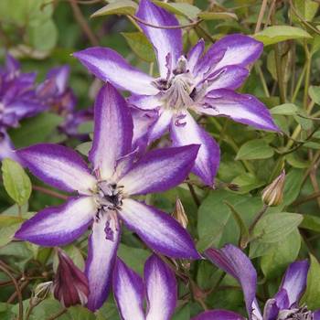 Клематис ‘Astra Nova’ (Clematis ‘Astra Nova’)