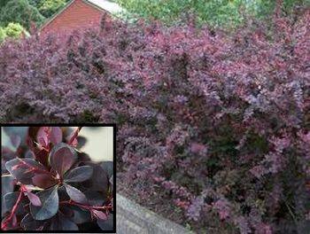 Барбарис Тунберга Атропурпурея (Berberis thunbergii Atropurpurea)