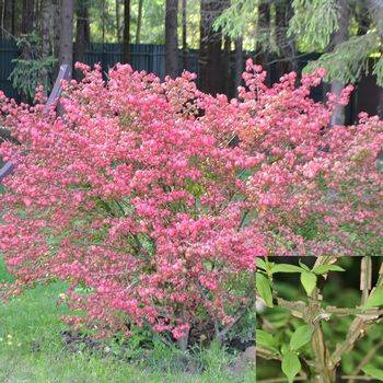 Бересклет крылатый (Euonymus alatus)