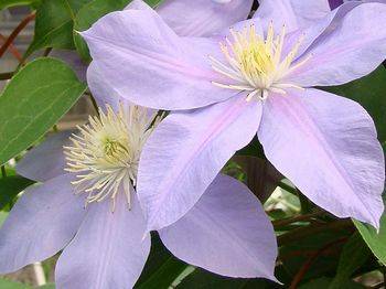 Клематис ‘Blue Eyes’ (Clematis ‘Blue Eyes’)