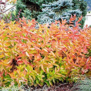 Вейгела цветущая ‘Wings of Fire’ Weigela florida ‘Wings of Fire’