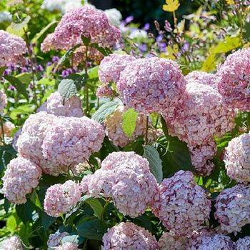 Гортензия древовидная ‘Candybelle Lollypop’ Hydrangea arborescens ‘Candybelle Lollypop’