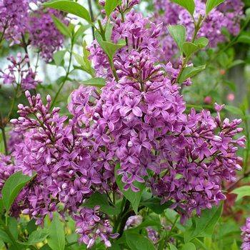 Сирень китайская ‘Sougeana’ (Syringa chinensis ‘Saugeana’)