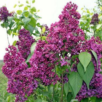 Сирень обыкновенная ‘Sarah Sands’ (Syringa vulgaris ‘Sarah Sands’)