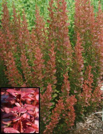 Барбарис Тунберга Ред Пилар ( Berberis thunbergii Red Pillar)